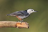 White-breasted Nuthatchborder=